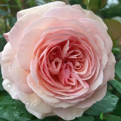 Андре Ле Нотр (ЗКС) ЖИЛЯК