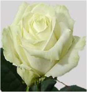 Аваланш (ЗКС) ЖИЛЯК