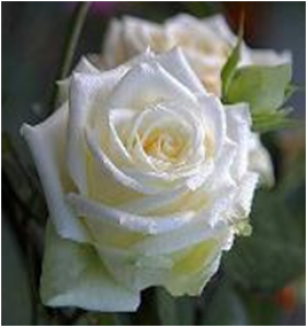 Анастасия (ЗКС) ЖИЛЯК