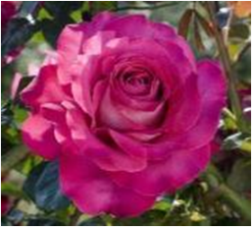 Барон Эдмонд де Родшильд (ЗКС) ЖИЛЯК