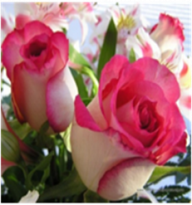 Белла Вита (ЗКС) ЖИЛЯК