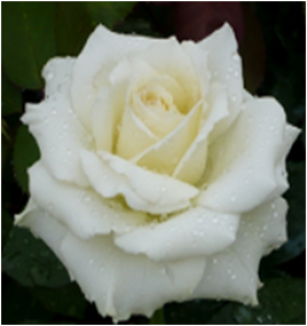 Белый Медведь (ЗКС) ЖИЛЯК