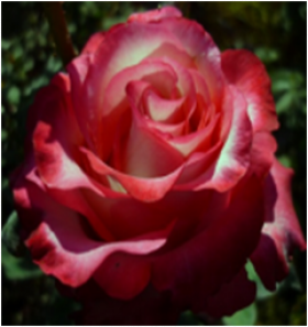 Блаш (ЗКС) ЖИЛЯК