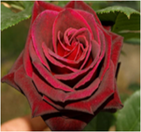 Блэк Баккара (ЗКС) ЖИЛЯК