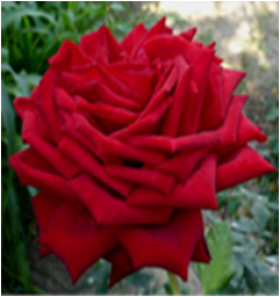 Бургунд (ЗКС) ЖИЛЯК