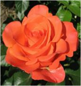 Вау (ЗКС) ЖИЛЯК