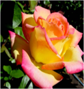 Глория Дей (ЗКС) ЖИЛЯК