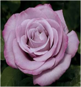 Голубой Нил (ЗКС) ЖИЛЯК