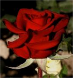 Гранд Гала (ЗКС) ЖИЛЯК