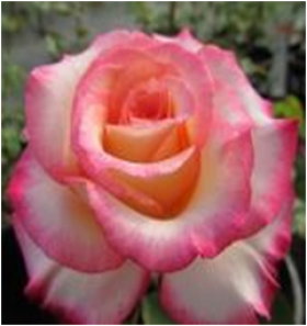 Дабл Делайт (ЗКС) ЖИЛЯК