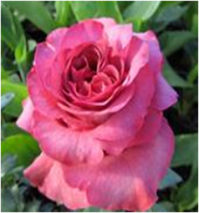 Даниэль Ост (ЗКС) ЖИЛЯК