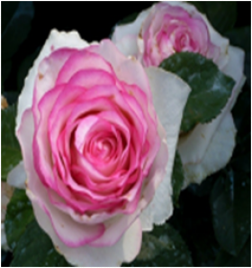 Дольче Вита (ЗКС) ЖИЛЯК