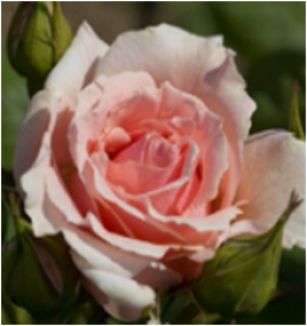 Донателла (ЗКС) ЖИЛЯК