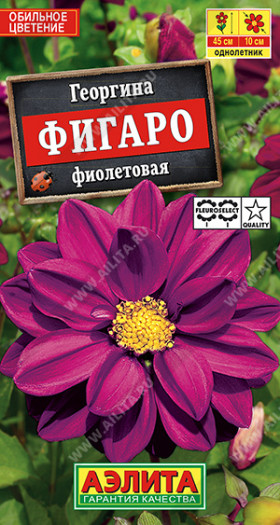 Фигаро фиолетовая  махровая Ц(А)