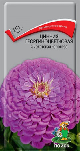 Фиолетовая королева Ц(Поиск)