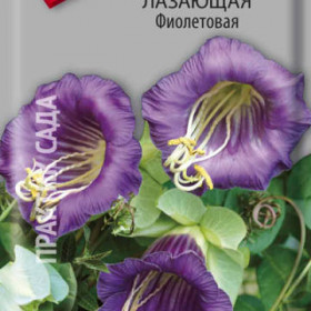 Фиолетовая лазающая Ц(Поиск) *