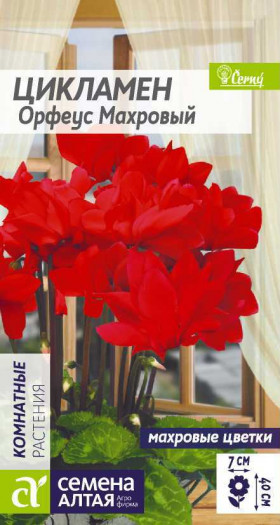 Орфеус махровый 3шт Ц(Алт)