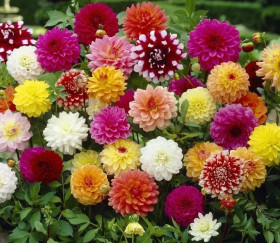 Яркие Звезды махровая/Цветущий Сад