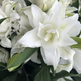 Roselily Анжела (вост махр) 5шт