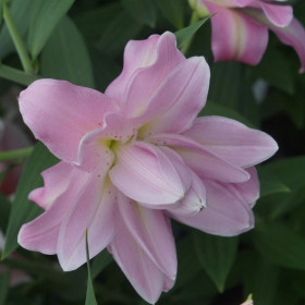 Лотус Бриз (вост махр ) 5шт