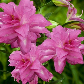 Лотус Дрим (вост махр ) 5шт