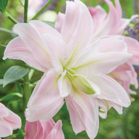 Лотус Куин (вост.махр) 12/14  5шт