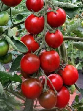 Абрек Киров