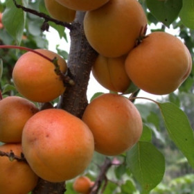 Абрикос в ассортименте\Лысково