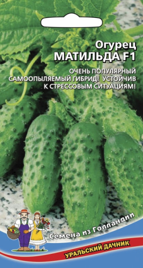 Матильда Ц(УД)