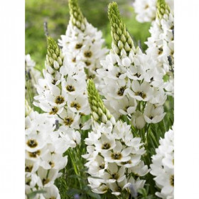 Маунт Эверест  7шт