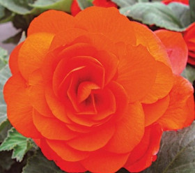 Махровая Ориндж 1шт Поиск