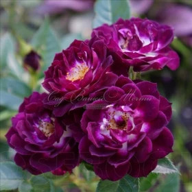 Даймонд Айс (ЗКС) ЖИЛЯК