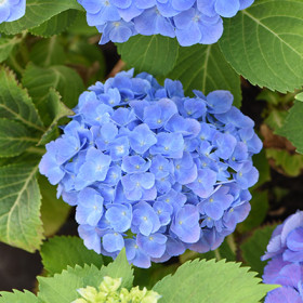 Рената Штайнига крупнол 1шт Поиск