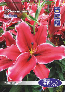 Индиана (вост) 12/14 5шт
