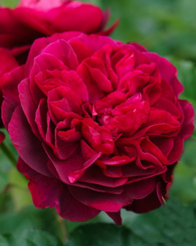 Дарси Бассел (ЗКС) ЖИЛЯК