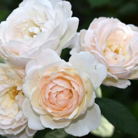 Дездемона (ЗКС) ЖИЛЯК