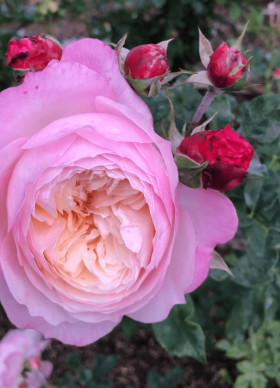 Констанс (ЗКС) ЖИЛЯК