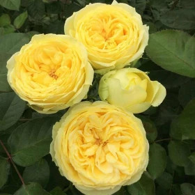 Каталина (ЗКС) ЖИЛЯК