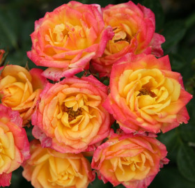 Литтл Сансет (ЗКС) ЖИЛЯК