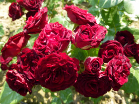 Ред Сенсейшн (ЗКС) ЖИЛЯК