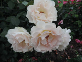 Шампань Рококо (ЗКС) ЖИЛЯК