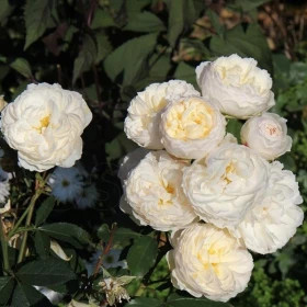 Леди Романтика (ЗКС) ЖИЛЯК