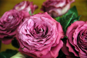 Прешез моментс (ЗКС) ЖИЛЯК