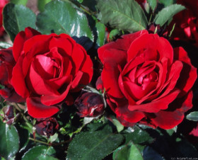 Ред Эмпайр (ЗКС) ЖИЛЯК