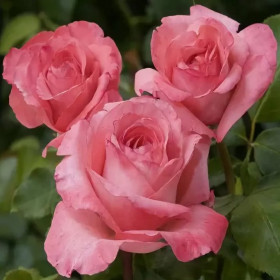 Артур Римбо (ЗКС) ЖИЛЯК