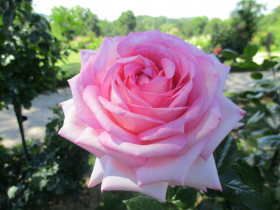 Ева Руджиери (ЗКС) ЖИЛЯК