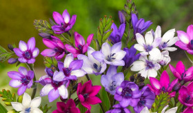 Стрикта  10шт