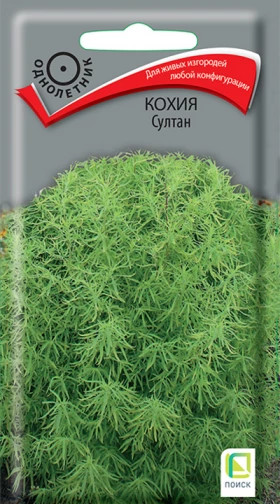 Султан Ц(Поиск) кохия