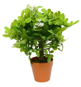 Трава Мурайя в кашпо, Н=30см\72шт