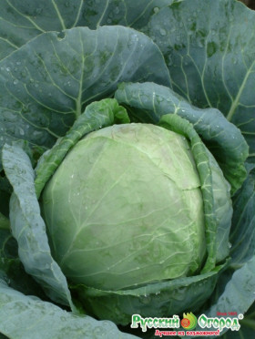 Трансфер Ц(Н)